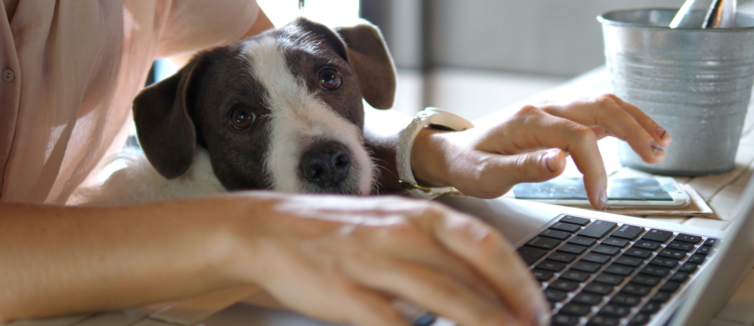 We Welcome Your Furry Friends The Best Pet-friendly Hotel In Memphis, Tn